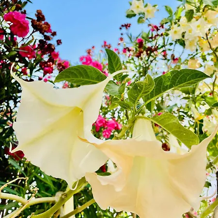 Superhosts Pensionat